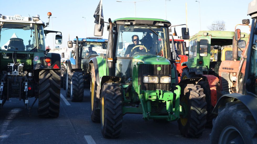 agrotes nikaia